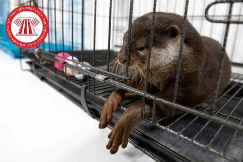 Mua bán động vật quý hiếm hợp pháp