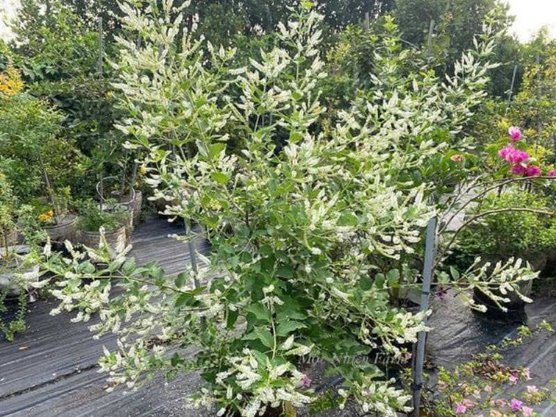 Trà trầm hương nguồn gốc từ Đông Nam Á, hương thơm đặc trưng