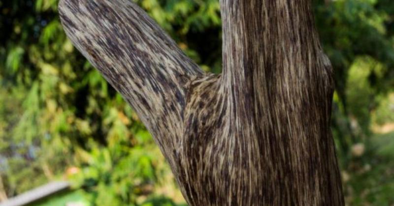 Trầm hương sánh tự nhiên hình thành trong thân cây dó bầu